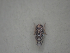 Xestocephalus superbus