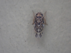 Xestocephalus superbus