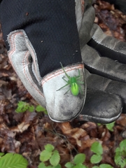 Micrommata