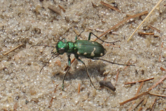 Cicindela patruela