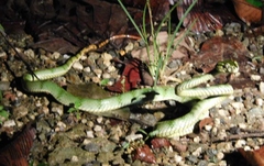 Trimeresurus sumatranus