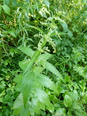 Urtica sondenii