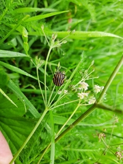 Graphosoma