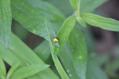 Charidotella succinea