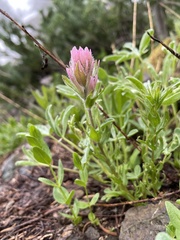Castilleja parviflora olympica