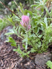 Castilleja parviflora olympica