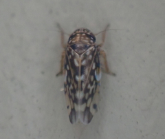 Xestocephalus superbus