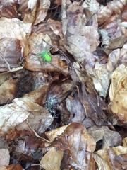 Micrommata