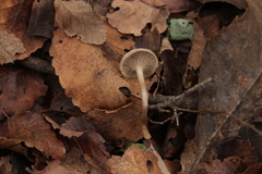 Clitocybe suaveolens