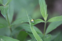 Charidotella succinea