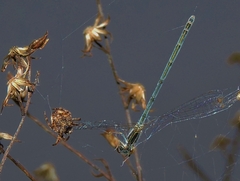 Acanthepeira stellata