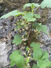 Ribes acerifolium
