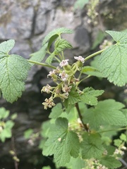 Ribes acerifolium