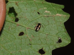 Phyllotreta ochripes