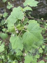Ribes acerifolium