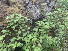 Ribes acerifolium