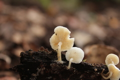 Clitocybe pleurotus