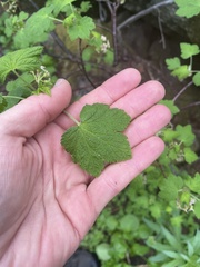 Ribes acerifolium