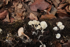 Clitocybe pleurotus