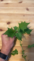 Chenopodiastrum simplex