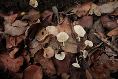 Clitocybe pleurotus