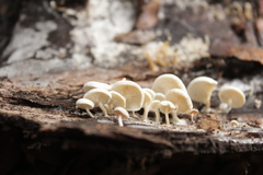 Clitocybe pleurotus