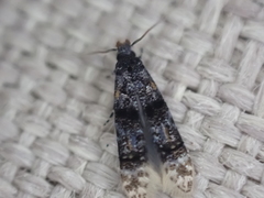 Tineidae clade b