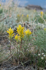 Castilleja flava