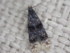 Tineidae clade b