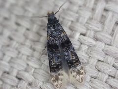 Tineidae clade b