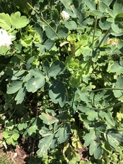 Phytomyza aquilegivora