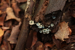 Mycena cyanocephala