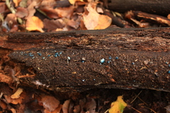 Mycena cyanocephala