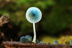 Mycena cyanocephala