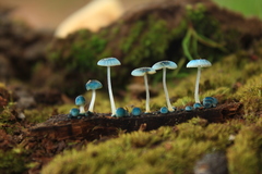 Mycena cyanocephala