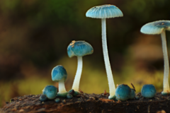 Mycena cyanocephala
