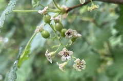 Ribes laxiflorum