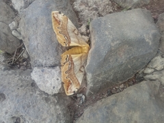 Arsenura polyodonta