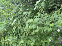 Ribes laxiflorum
