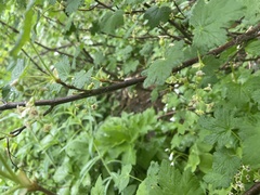 Ribes laxiflorum