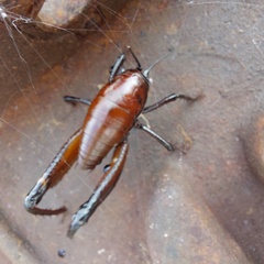 Udeopsylla robusta