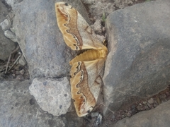 Arsenura polyodonta