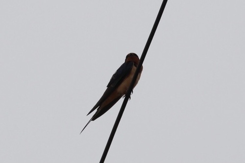 photo of Barn Swallow (Hirundo rustica)