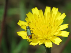 Haplomalachius flabellatus