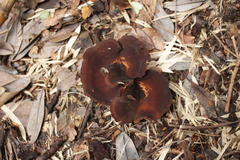 Neodictyopus dictyopus