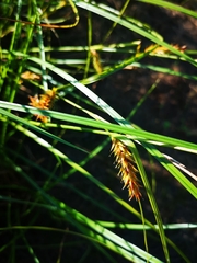 Carex exsiccata