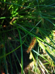 Carex exsiccata