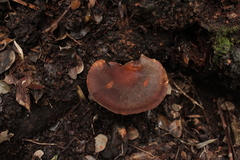 Neodictyopus dictyopus
