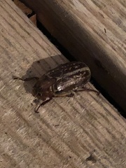 Polyphylla variolosa