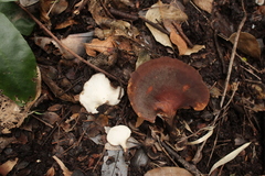 Neodictyopus dictyopus
